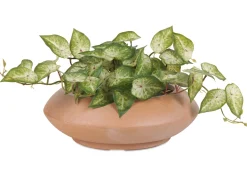 Adela Planter
