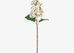 Beth Cone Hydrangea Stem White