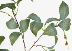 Camellia Leaf Branch