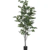 Claude Ficus Tree Potted