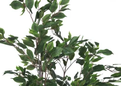 Claude Ficus Tree Potted