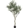 Cyprus Olive Tree Potted 7ft