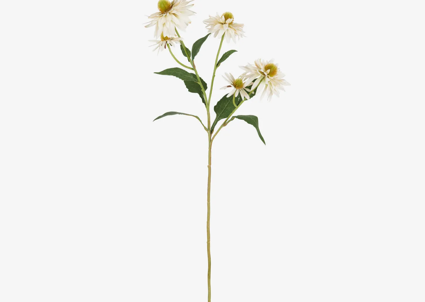 Daleyza Vase & Cate Echinacea Stems