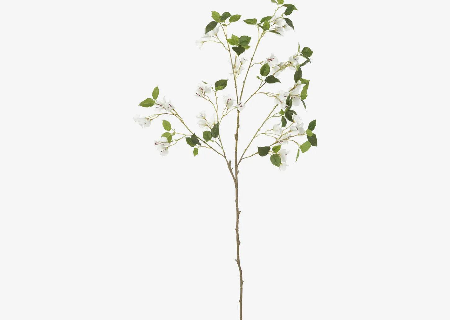 Desi Bougainvillea Branch