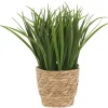 Edyn Grass Potted