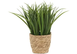 Edyn Grass Potted