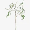Eucalyptus Caesia Branch