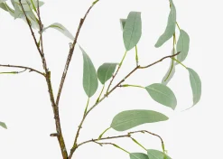 Eucalyptus Caesia Branch
