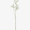 Fiori Sweet Pea Stem