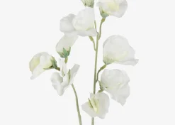 Fiori Sweet Pea Stem