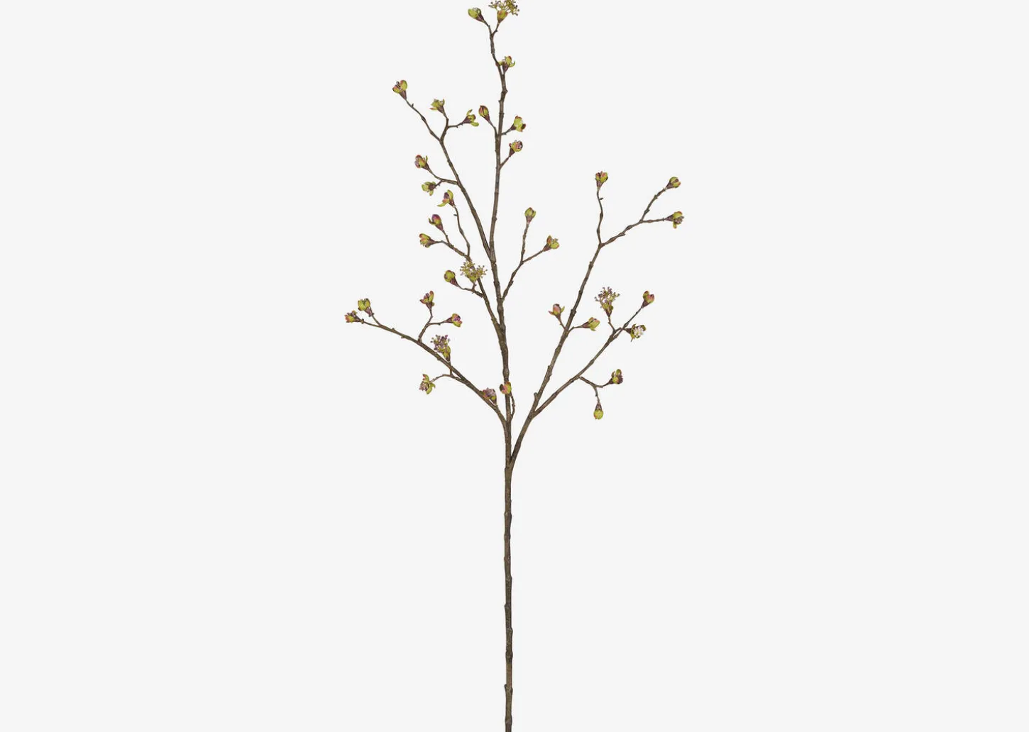 Gail Prunus Branch