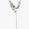 Gibb Eucalyptus Stem