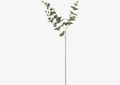 Gibb Eucalyptus Stem
