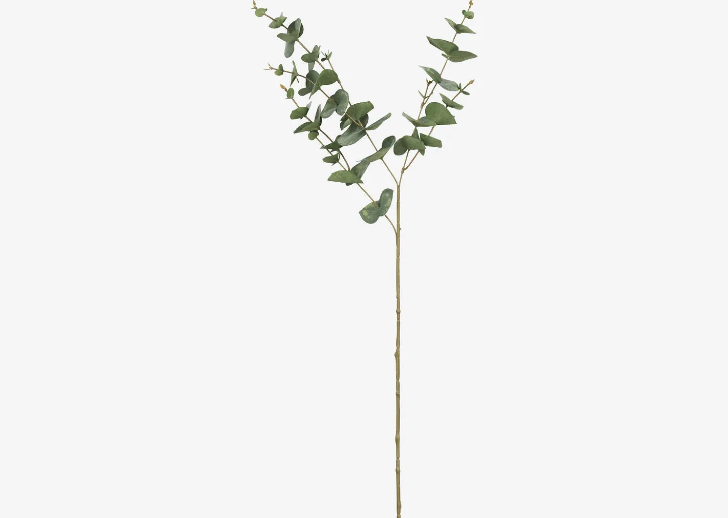Gibb Eucalyptus Stem