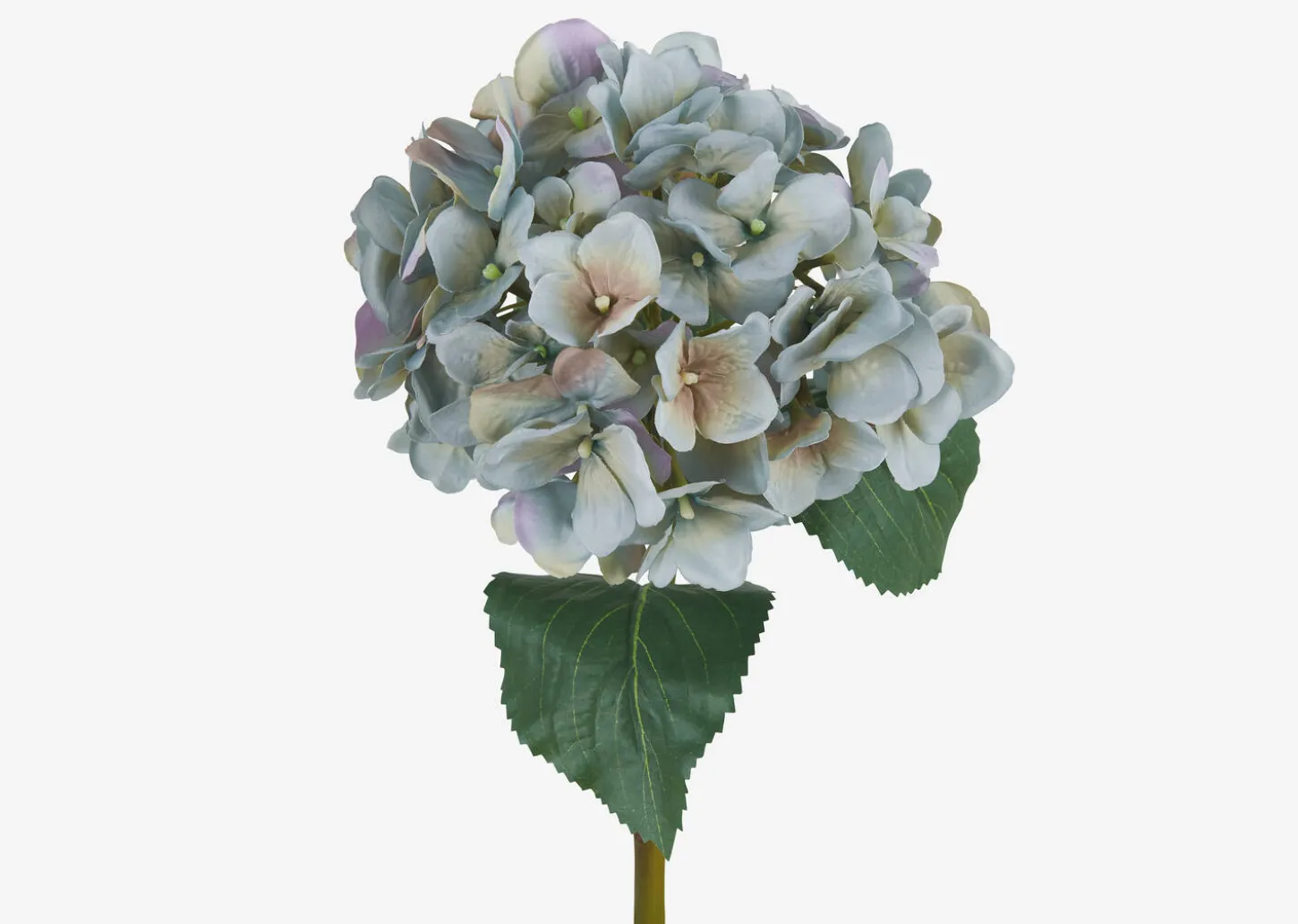Gretel Hydrangea Stem