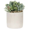 Hailey Succulants Potted