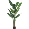 Kani Travelers Palm Potted X-Large