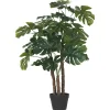 Lagos Monstera Tree Potted