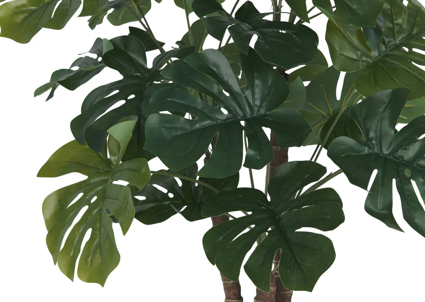 Lagos Monstera Tree Potted