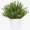 Leesa Rosemary Potted