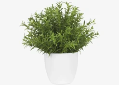 Leesa Rosemary Potted