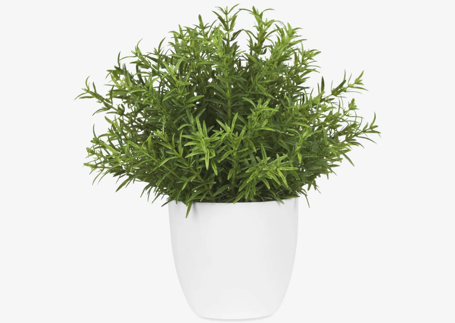 Leesa Rosemary Potted