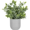 Lidia Jasmine Plant Potted