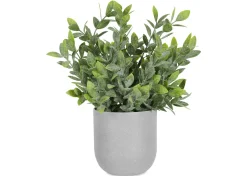 Lidia Jasmine Plant Potted