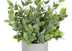 Lidia Jasmine Plant Potted