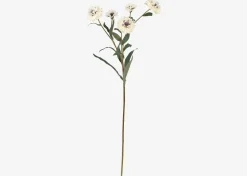 Lindy Cornflower