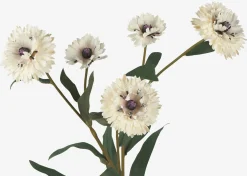 Lindy Cornflower