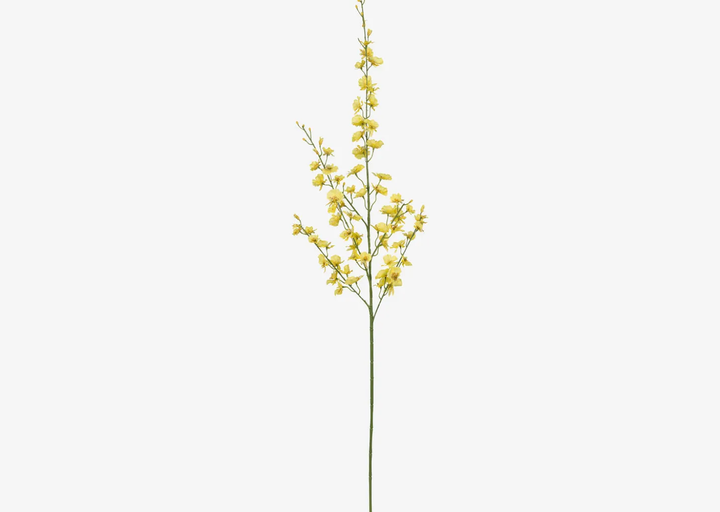 Liza Dancing Orchid Branch