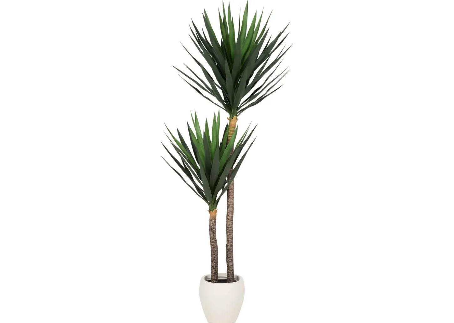 Lucas Yucca Tree Potted