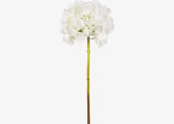Lydia Hydrangea Stem