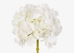 Lydia Hydrangea Stem