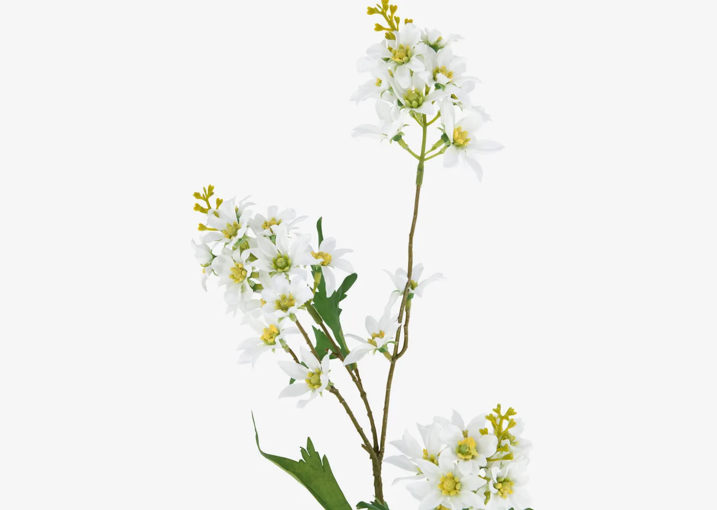 Mandi Floral Stem
