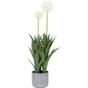 Pom Pom Mum Plant Potted