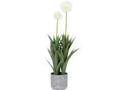 Pom Pom Mum Plant Potted