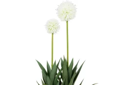 Pom Pom Mum Plant Potted