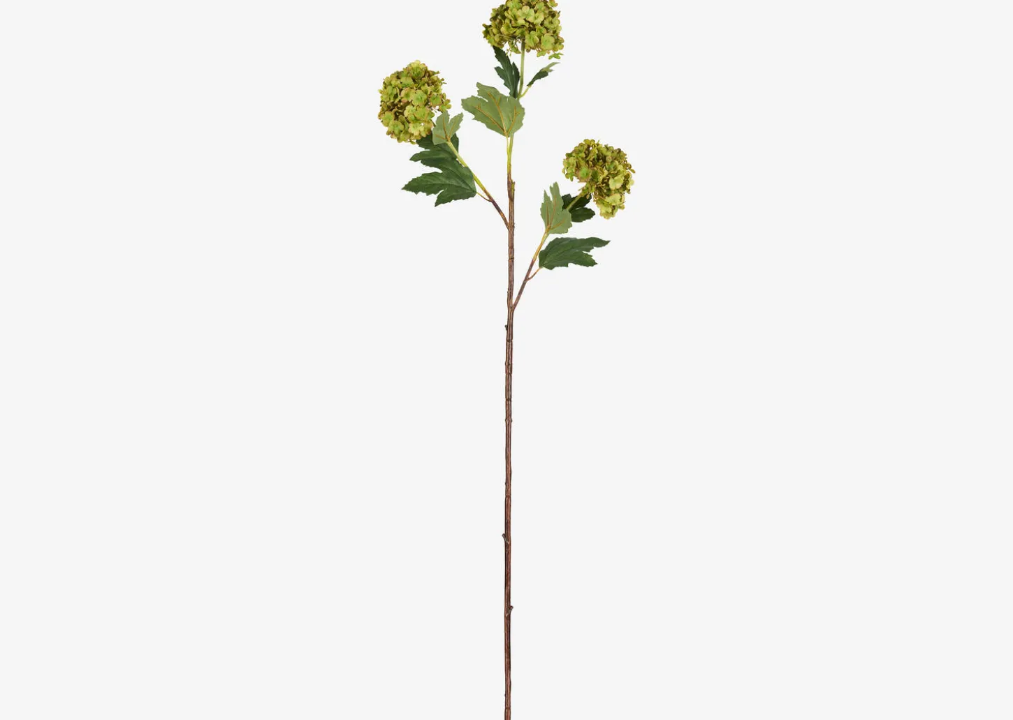 Raylee Snowball Branch