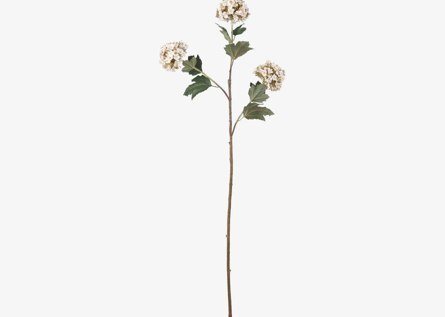 Raylee Snowball Branch