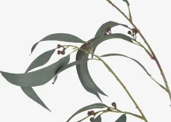 Shay Gumnut Leaf Branch