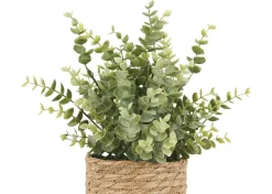Suri Eucalyptus Plant Potted
