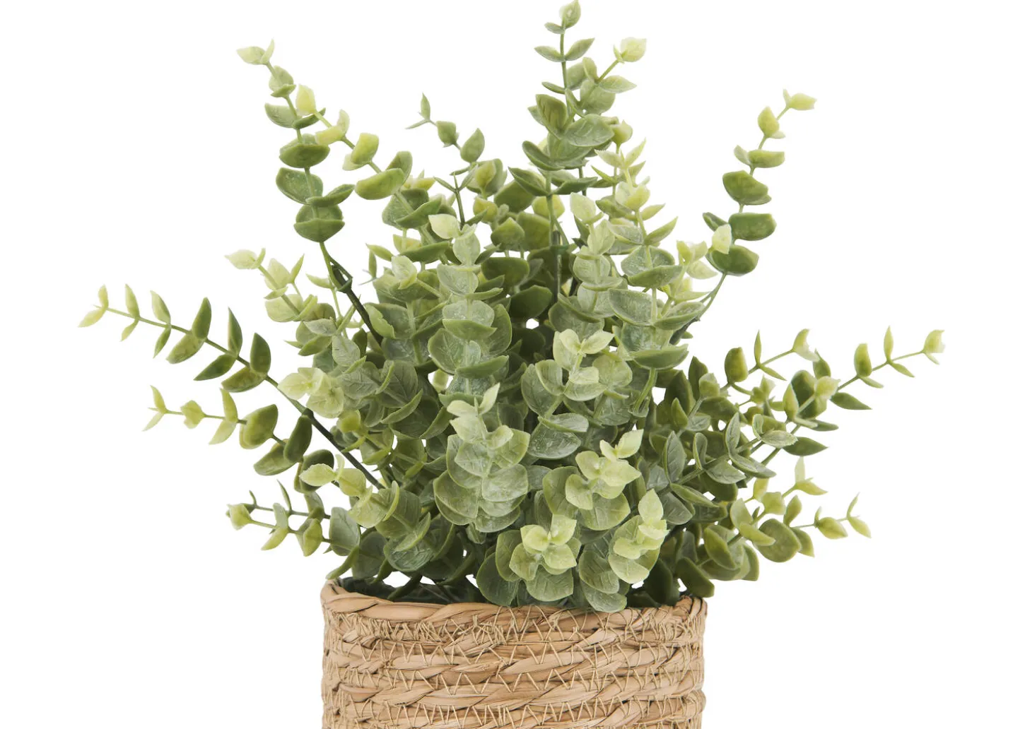 Suri Eucalyptus Plant Potted