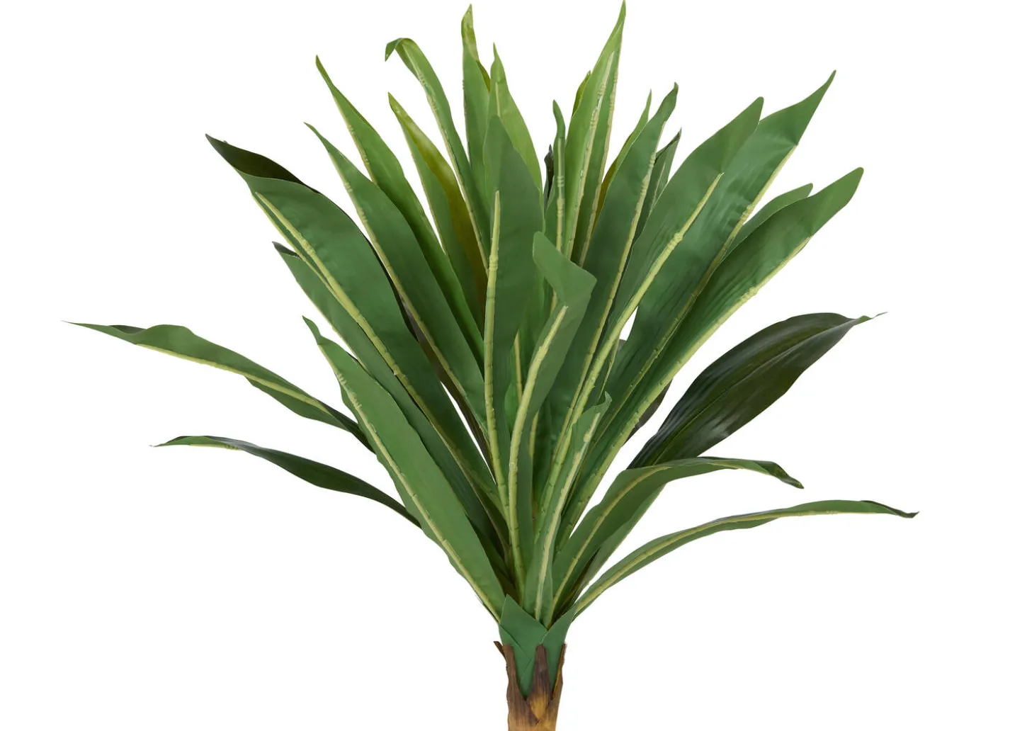 Tate Dracaena Tree Potted