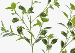 Tegan Variegated Ficus Branch
