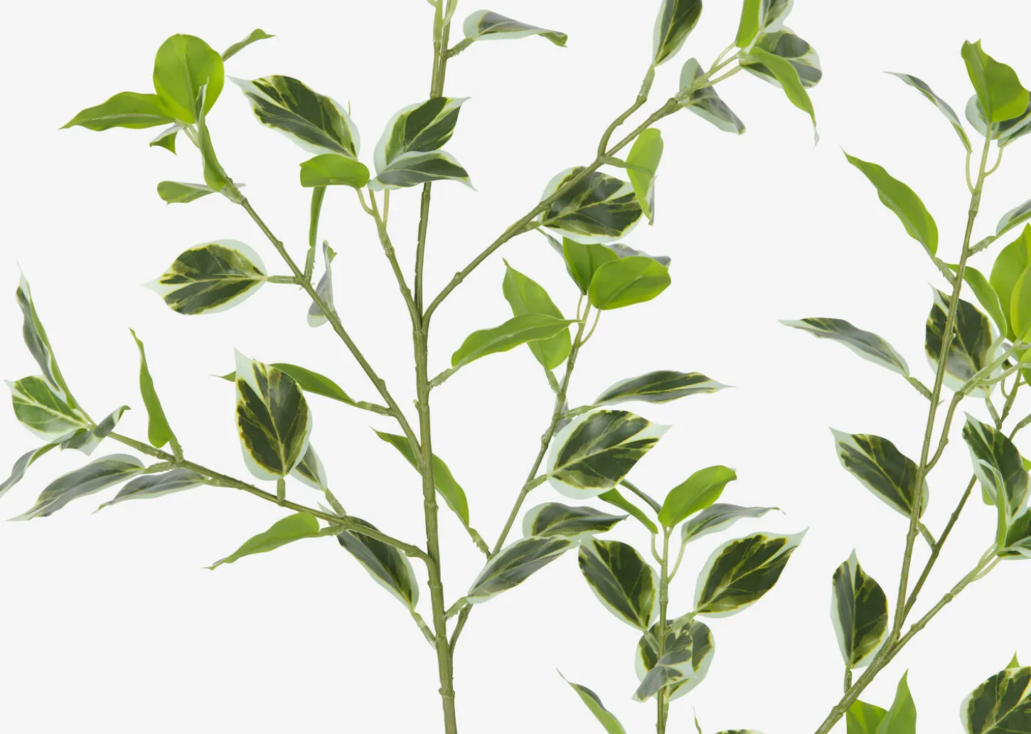Tegan Variegated Ficus Branch