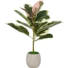 Tineke Ficus Plant Potted