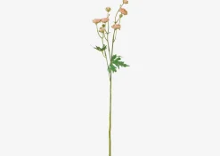 Tove Mini Ranunculus