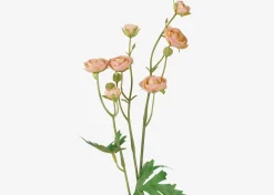 Tove Mini Ranunculus